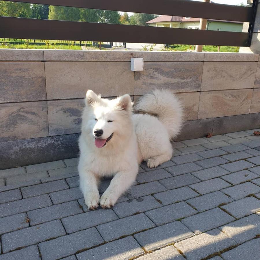 Aris Pokoje Goscinne Wojnicz Kültér fotó
